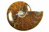 Polished Ammonite (Cleoniceras) Fossil - Madagascar #339226-1